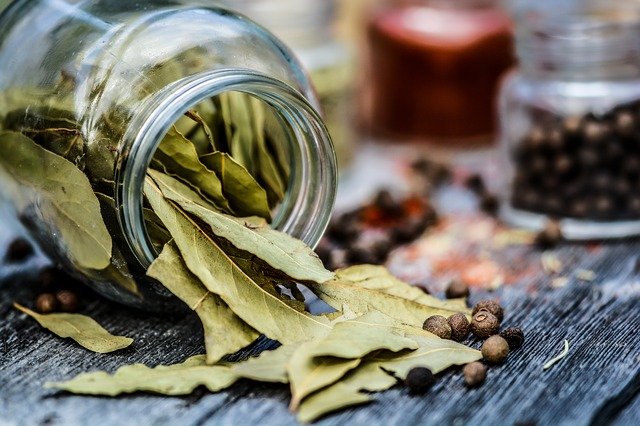 alloro alloro proprietà e benefici