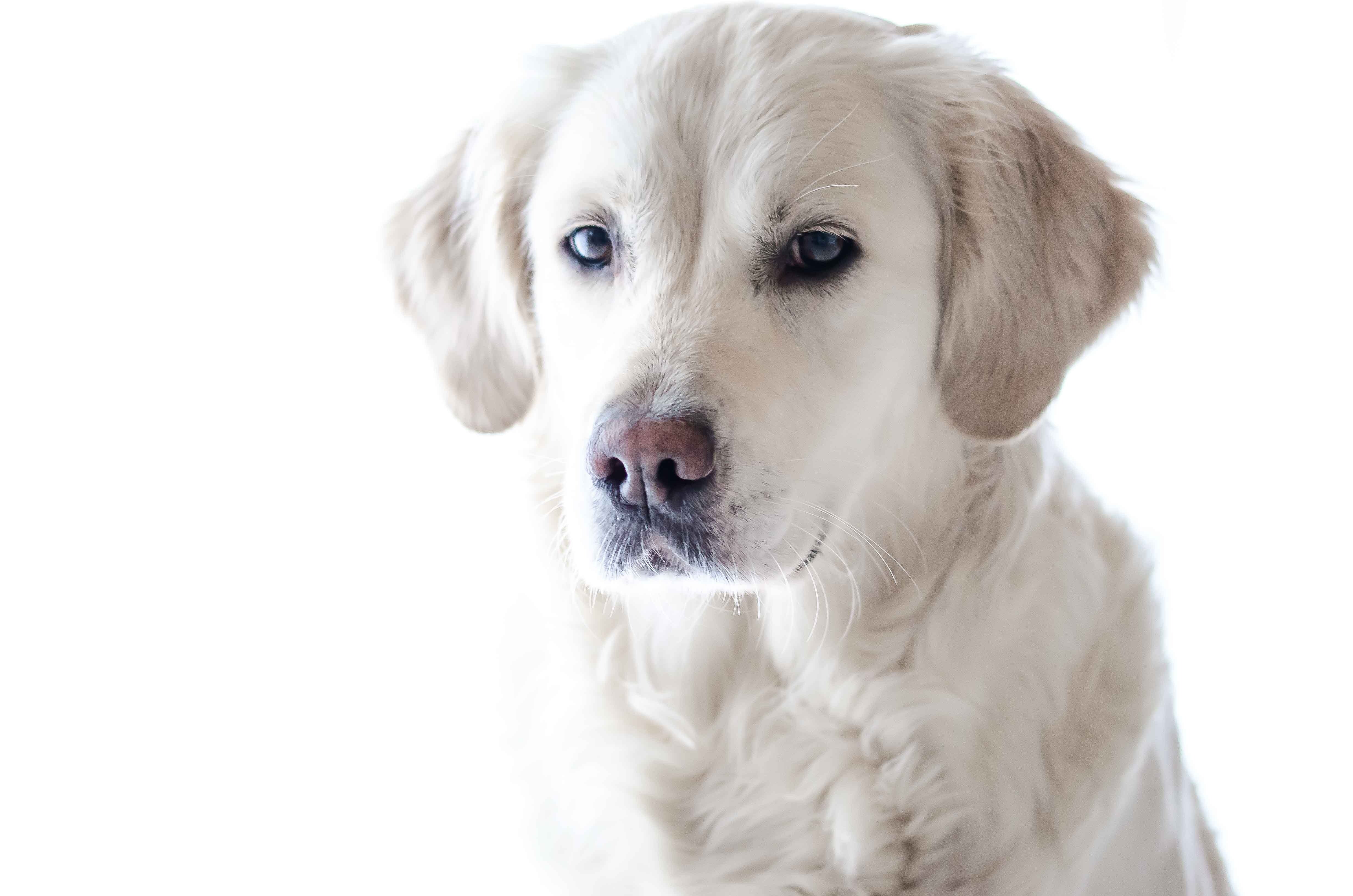 domestici-quale-scegliere-Labrador-MammeUp